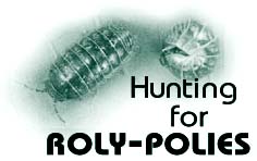 Hunting for Roly-Polies