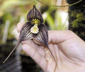 [person holding orchid flower]