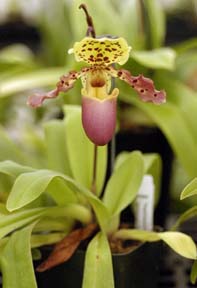 [lady's slipper orchid]