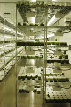 [hundreds of jars of baby orchids on tall shelves, lit by flourescent lamps]
