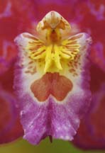 [close-up of odontoglossum flower center]