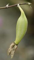 [orchid seed pod]