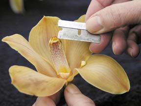 [person using razor blade to reveal pollen sacs in an orchid flower]