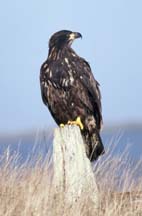Bald Eagle perched on pole