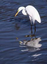 Egret standing in water