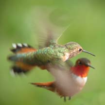 Two hummingbirds in flight