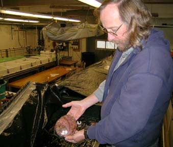 [Tim Mulligan holds an abalone in laboratory]