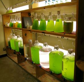 [jugs of algae and water on shelves]