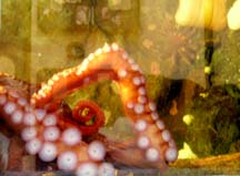 [octopus in tank]