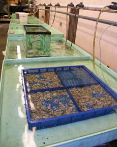 [trays of oysters in water]