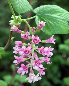 Photo of Red-flowering Currant