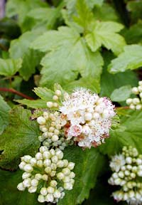 Photo of Shredding Ninebark