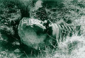 [photo of boulder blocking culvert]