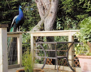 [peacock perched on deck railing]