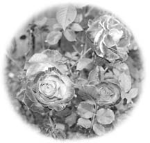 [photo of Otis' roses]