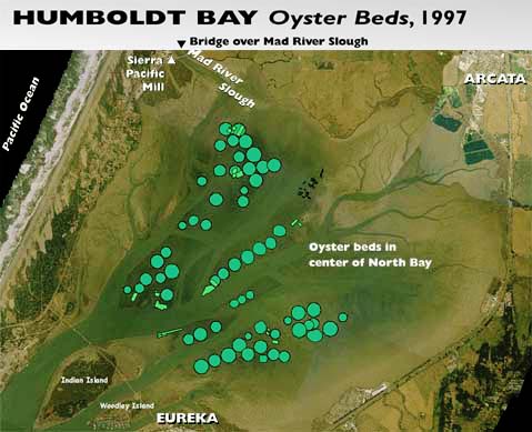 Humboldt Bay aerial map showing oyster beds as of 1997. Area shows Pacific Ocean, Sierra Pacific Mill, Mad River Slough and bridge, Arcata, Indian Island, Woodley Island and Eureka