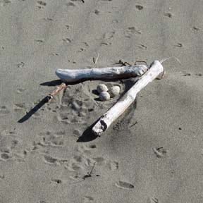 [plover nest with three eggs, between two pieces of driftwood in the sand]