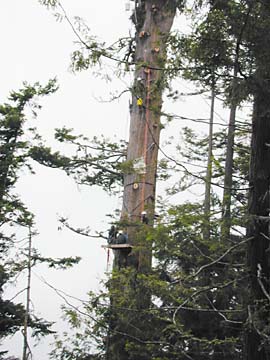 Jerry the redwood tree with climbers, tree-sitter, platform and ropes