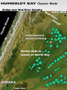 Aerial map of Humboldt Bay oyster beds showing bridge over Mad River Slough, area where contaminated oysters were found in 1984, oyster beds in center of North Bay and locations of Arcata, Eureka, Indian Island and the Pacific ocean.