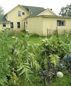 [backyard of Good Ground house, with artichoke plants]