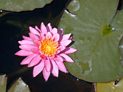photo of a water lily