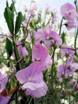 Photo of sweet pea flowers by Grace Kerr