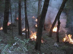 slash piles burning among trees