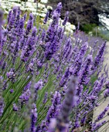 lavender flower spikes