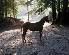 [photo of horse at Bollmann Farm]