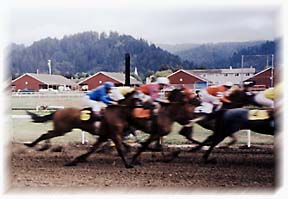 [photo of horse race]
