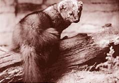 [photo of Pacific fisher]