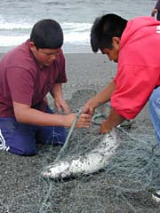 Photo of youths netting and tagging fish