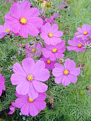 Photo of cosmos by Grace Kerr