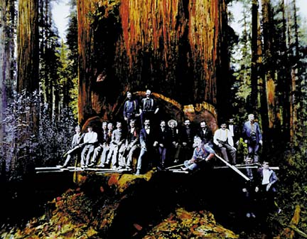 hand-colored photo of loggers sitting inside cut in large redwood tree in forest