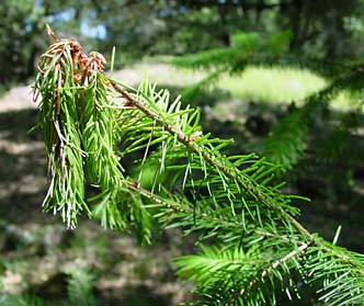 Douglas Fir branch end wilted due to disease