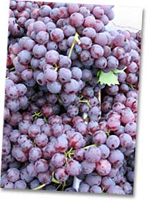 photo of GRAPES FROM THE SUNNY EAST PHOTO BY BOB DORAN