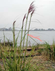 Pampas grass growing in front of railroad tracks, bay and peninsula in distance
