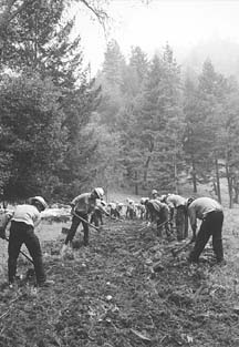 [photo of firefighters creating fire break by hand]