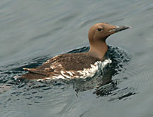 photo of Common Murre. Photo by Ron LeValley. 
