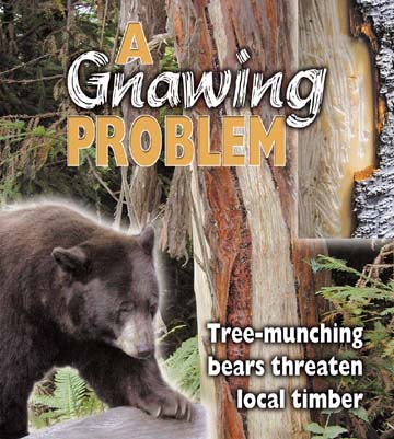 A gnawing problem: Tree-munching bears threaten local timber