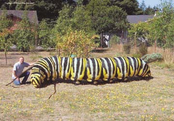 Photo composite of a caterpillar