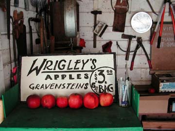 interior of Wrigley's Apples fruit stand with apples and sign "Gravensteins $3 a bag" and tools hanging on wall