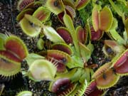 Photo of a venus fly trap