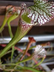 Photo of a pitcher plant