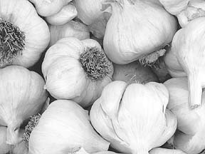[photo of garlic]