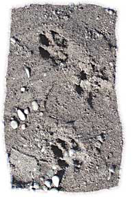 photo of dog and human tracks