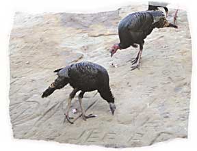 photos of Wild turkeys