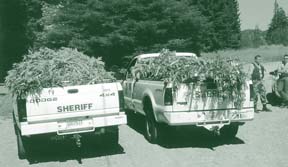 [photo of sheriff's trucks full of marijuana]