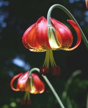 Photo of a western lily, Lilium Occidentale
