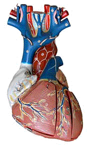 [model of human heart]